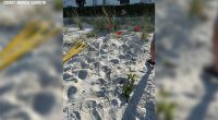 1st loggerhead sea turtle nest spotted at Anna Maria Island