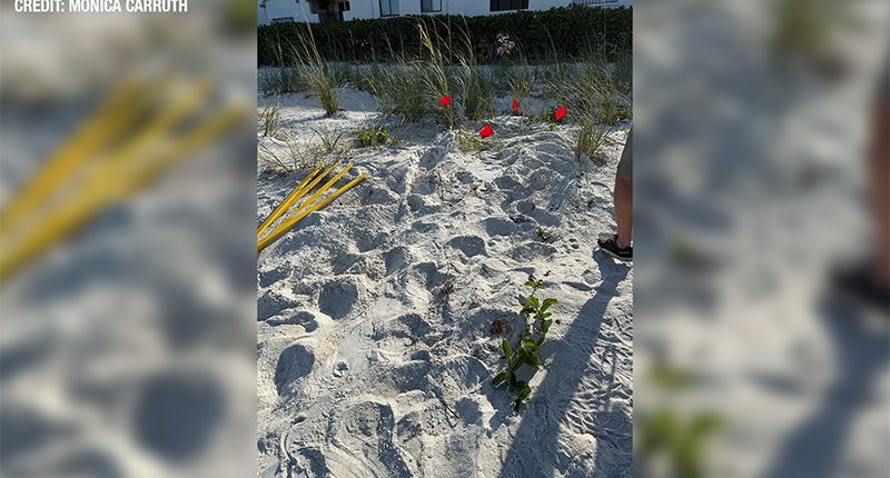 1st loggerhead sea turtle nest spotted at Anna Maria Island