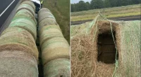 Alleged human smugglers arrested in Texas after hiding migrants inside hollowed hay bales