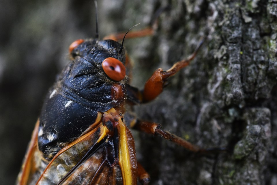 Close-up of a cicada on a tree trunk.