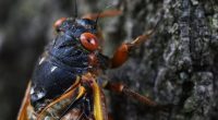 Close-up of a cicada on a tree trunk.