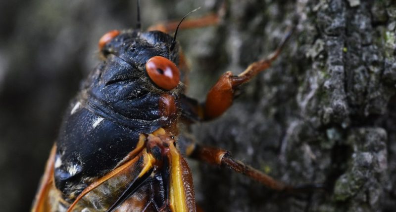 Close-up of a cicada on a tree trunk.