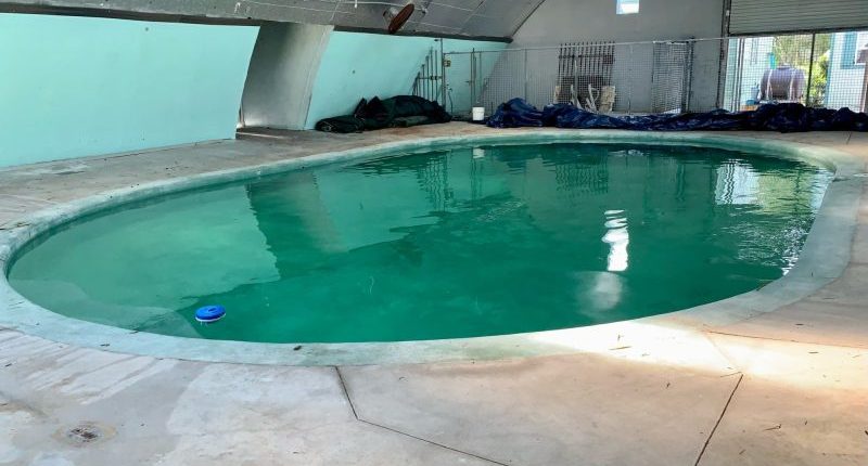 Bishop Museum welcomes three new manatees for rehabilitation