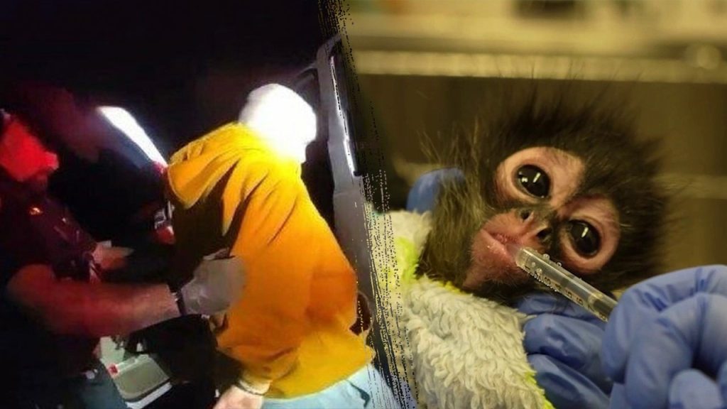California meth bust leads to rescue of young spider monkey