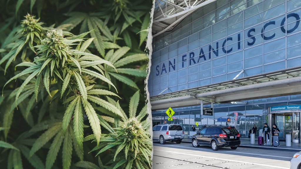 California woman allegedly tried to smuggle 151 pounds of marijuana onto international flight