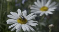 Insect on a daisy.