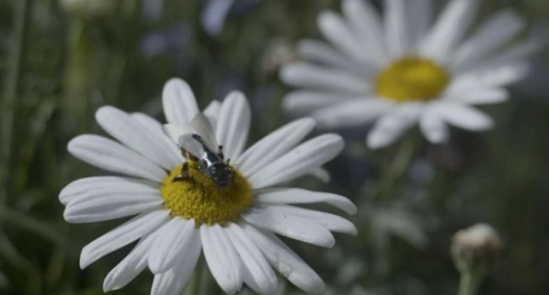 Insect on a daisy.
