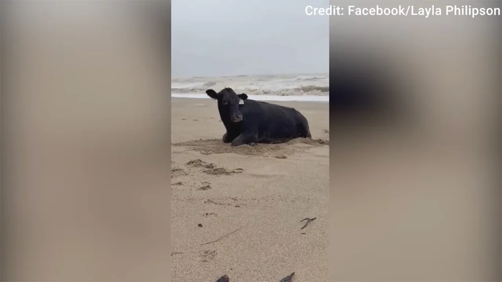Cowabunga! Flood-swept cow washes ashore on beach, alive and mooing