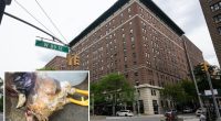 Dead chickens placed in odd position on ritzy NYC block -- sparking 'animal sacrifice' claims