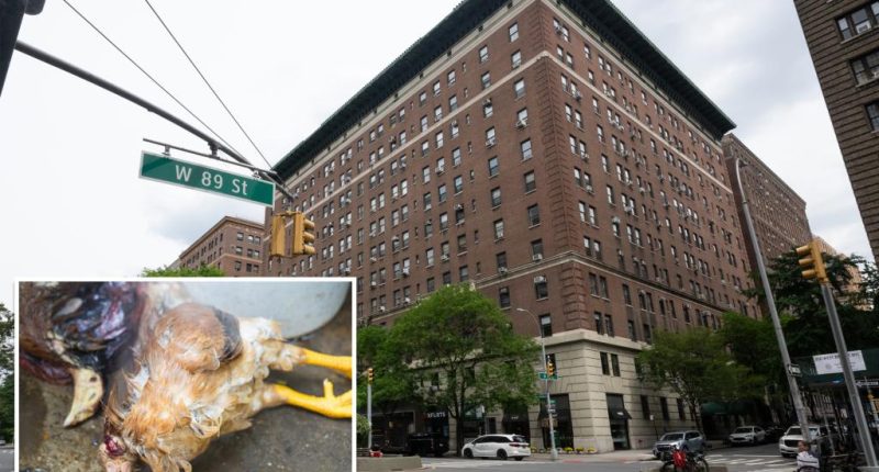 Dead chickens placed in odd position on ritzy NYC block -- sparking 'animal sacrifice' claims