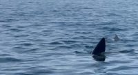 A 12-meter basking shark fin in the ocean off the coast of Marbella.