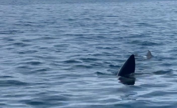 A 12-meter basking shark fin in the ocean off the coast of Marbella.