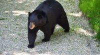 American black bear walking in a forest.