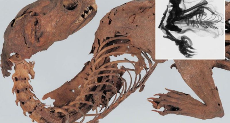 Experts solve mystery of ancient 'mummified dragon' discovered by Japanese shogun