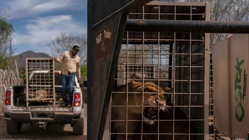 Hundreds of animals flee cartel chaos, violence after wildlife refuge faced with threats