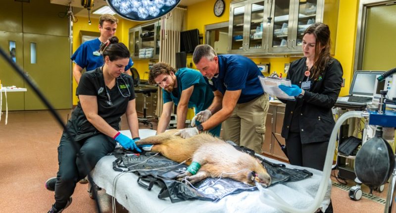 LOOK: Busch Gardens welcoming 4 animal species to park's newest addition