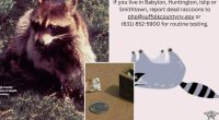 Long Island on edge as 5 rabid raccoons found, officials issue health warning