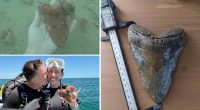 Massive megalodon tooth found by diver off Florida coast