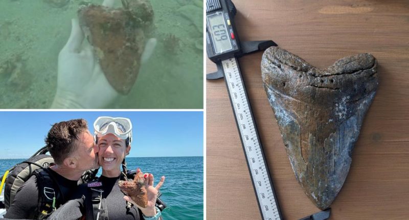 Massive megalodon tooth found by diver off Florida coast