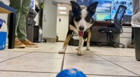 Meet Hercules and Ned, the border collies fending off wildlife at busy airport