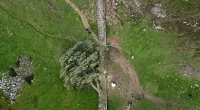 Men guilty of felling much-loved British 'Sycamore Gap' tree