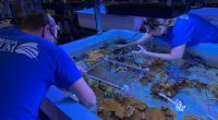 More than 1,000 corals born at The Florida Aquarium head to the Keys
