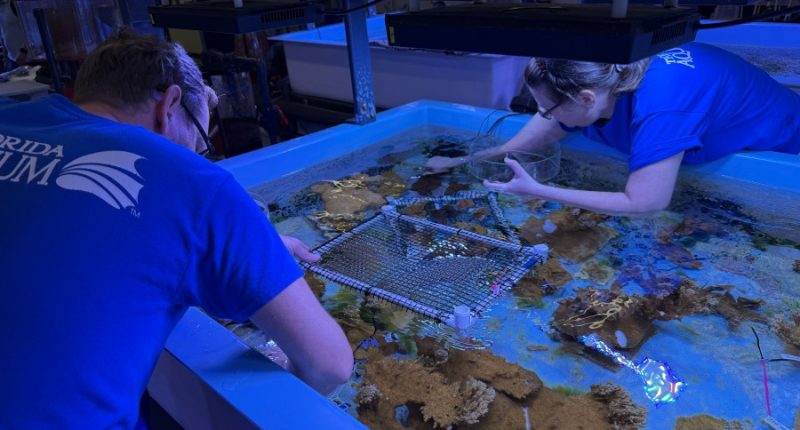More than 1,000 corals born at The Florida Aquarium head to the Keys