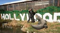 Jay Young puts on a show for visitors at Colorado Gators and Reptile Park in the San Luis Valley on March 15, 2022 in Mosca, Colorado. The gator named Morris is used to the spotlight after working in Hollywood for 30 year. Morris started in dozens of films including Happy Gilmore before retiring at the farm. (Photo by RJ Sangosti/MediaNews Group/The Denver Post via Getty Images)