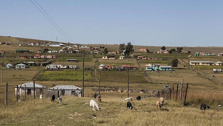 Village in Cacadu, Eastern Province, with goats grazing in the foreground.