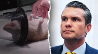 Navy halts dog and cat experiments after PETA writes Hegseth about US taxpayer-funded animal tests
