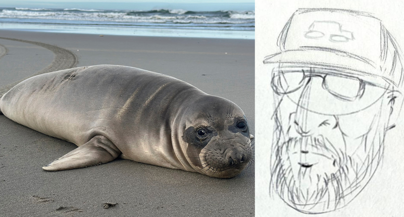 Oregon seal pup stabbed multiple times as NOAA seeking to track down person of interest