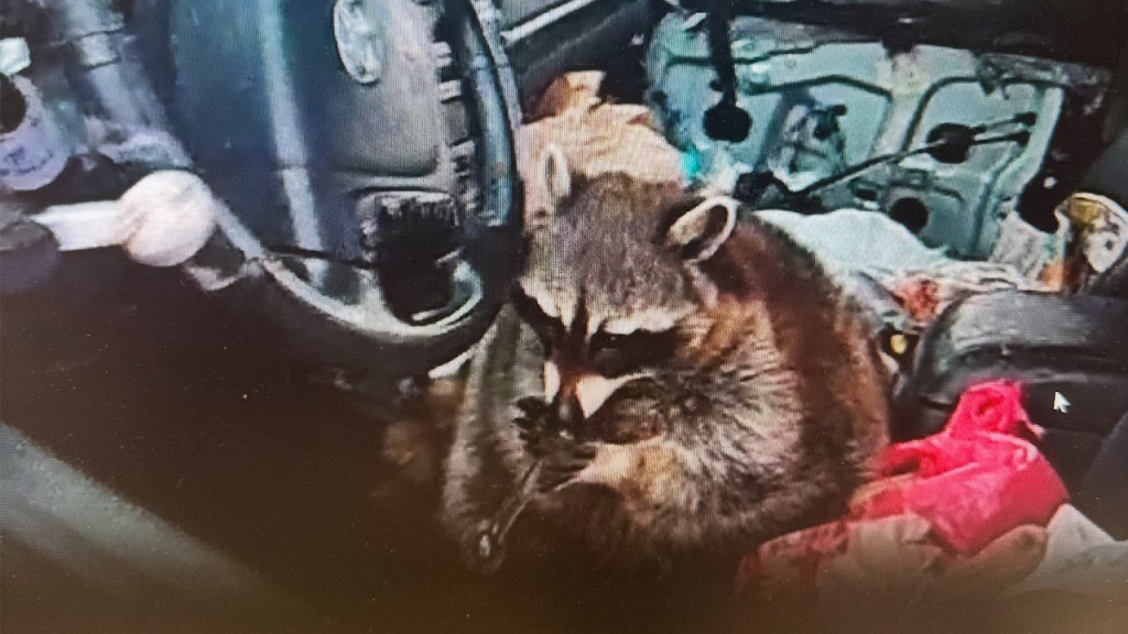 Pet raccoon caught with meth pipe in its mouth when cops pulled over Ohio woman: 'Expect the unexpected'
