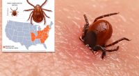 Potentially deadly bacteria found in invasive tick for first time in US