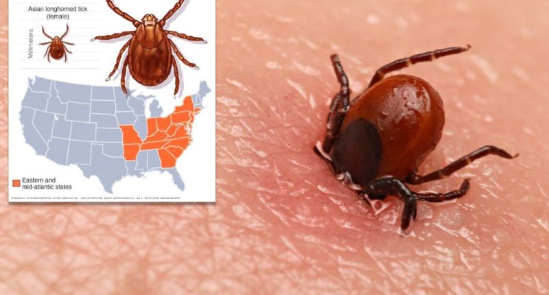 Potentially deadly bacteria found in invasive tick for first time in US