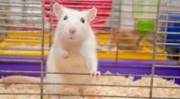 The NIH delivers a major victory for animal ethics in science