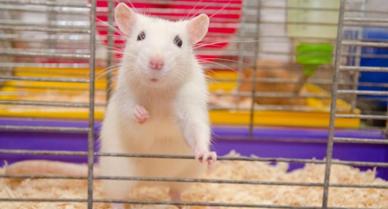 The NIH delivers a major victory for animal ethics in science