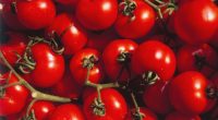 Tomatoes sold at Gordon Food Service recalled due to possible salmonella contamination