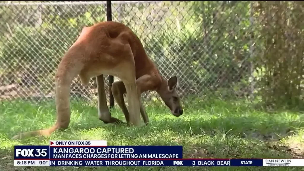 Young kangaroo hops around Florida town after brazen escape, owner charged