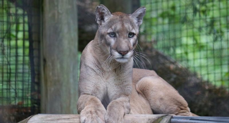 ZooTampa mourning Florida panther who spent 8 years 'charming' guests