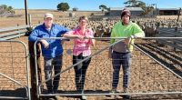 Farmers in South Australia are calling for more help amid a drought they say is the worst they ever seen.Cassie Farley says her family farm in Peake, two hours from Adelaide, which they have run for more than 40 years, has been suffering for around 18 months.