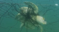 A staggering number of sea life caught and killed in shark nets across New South Wales were non-target threatened and endangered species.