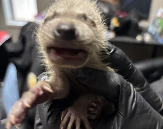 Baby raccoon saved