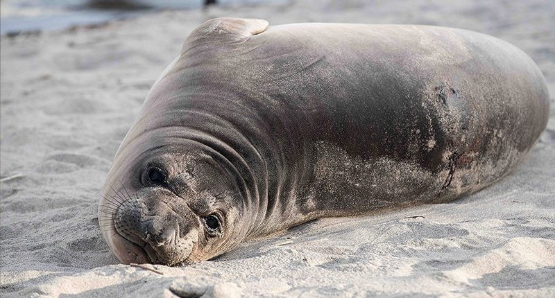 Baby seal stabbed on Oregon coast town of Neskowin prompts search for suspect, NOAA says