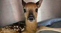 Bambi-like baby deer is miraculously rescued after its mom is hit and killed by car
