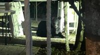 Black bear spotted in Downtown St. Augustine, police say