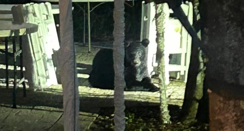 Black bear spotted in Downtown St. Augustine, police say