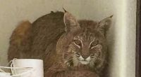 Bobcat found in Ken Caryl home