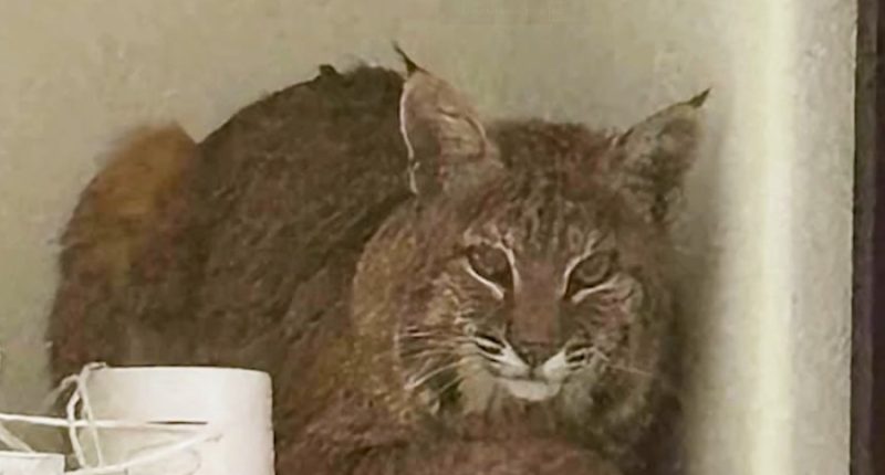 Bobcat found in Ken Caryl home