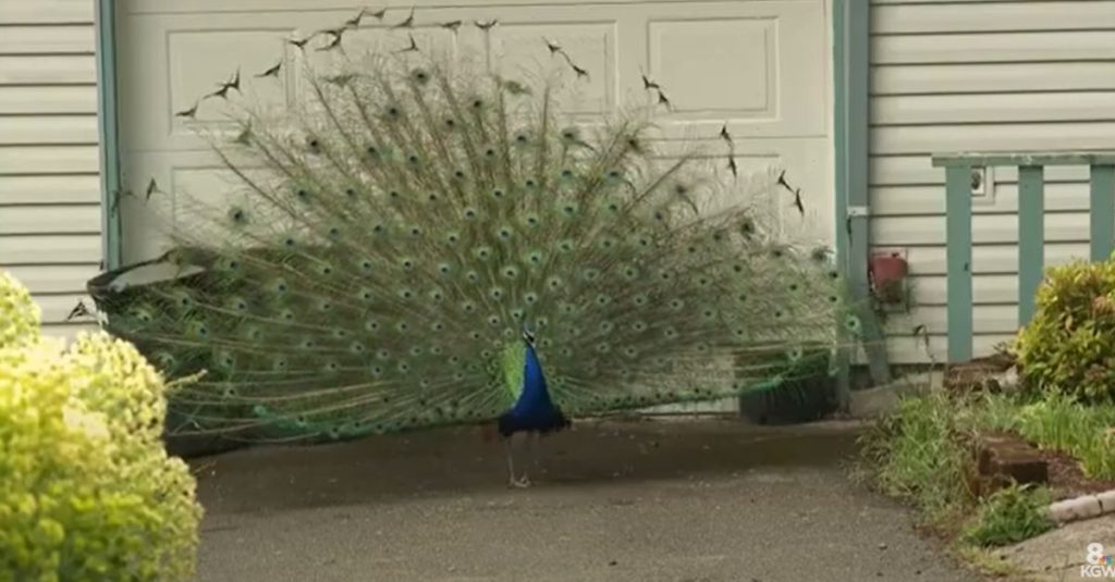 Confrontation over harassment of peacocks leads to shooting