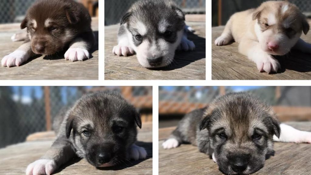 Denali's sled dog puppies debut on live Puppy Cam